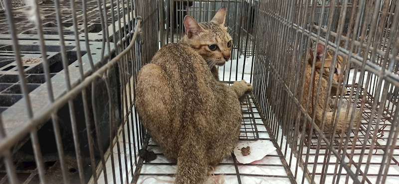 金門縣動物收容中心,編號:464201, 混種貓                 
