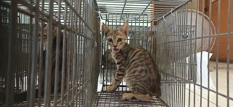 金門縣動物收容中心,編號:464200, 混種貓                 