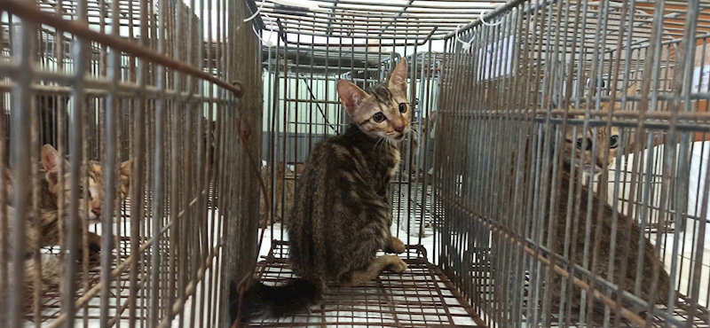金門縣動物收容中心,編號:464199, 混種貓                 