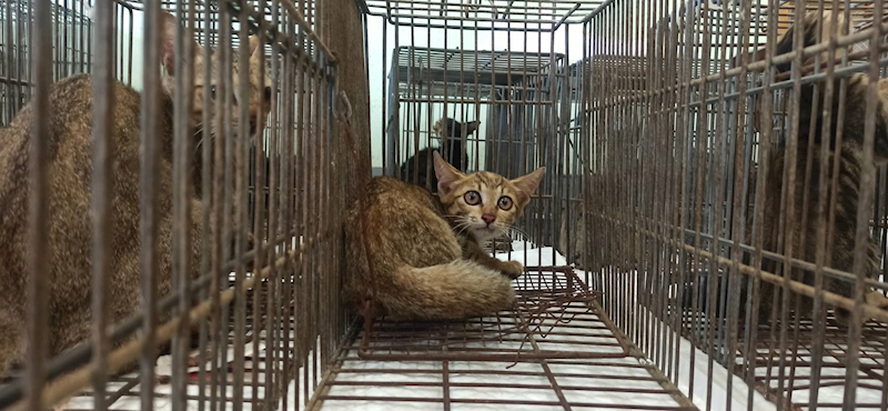 金門縣動物收容中心,編號:464198, 混種貓                 