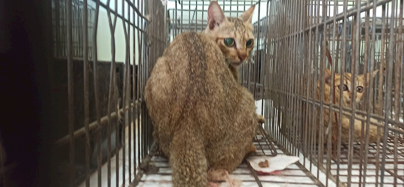 金門縣動物收容中心,編號:464197, 混種貓                 