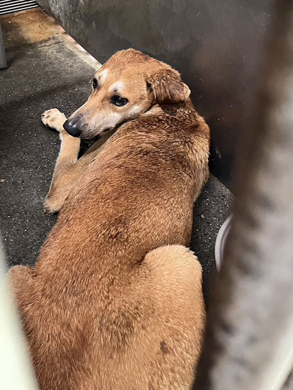 彰化縣流浪狗中途之家臨時收容所,編號:453733, 混種犬          