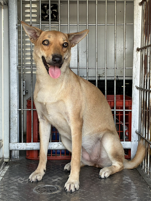 彰化縣流浪狗中途之家臨時收容所,編號:463239, 混種犬          
