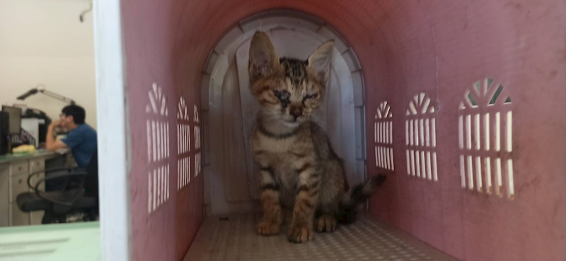 金門縣動物收容中心,編號:464196, 混種貓                 