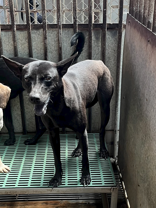 彰化縣流浪狗中途之家臨時收容所,編號:453488, 混種犬          