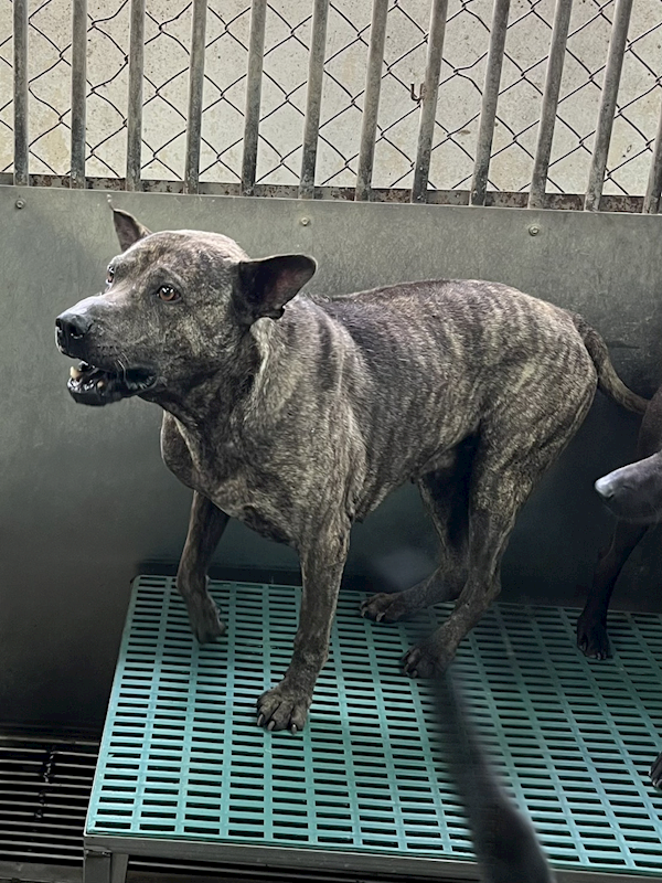 彰化縣流浪狗中途之家臨時收容所,編號:448623, 混種犬          