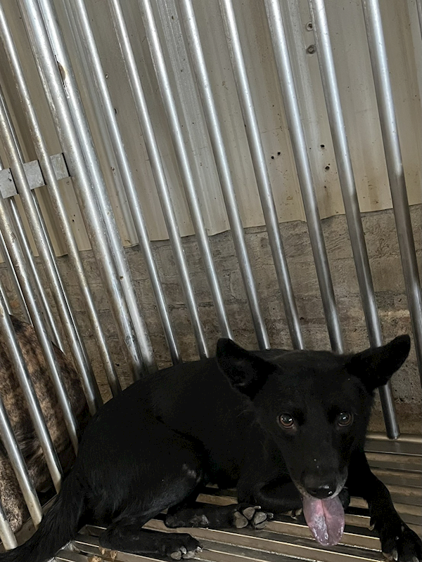 彰化縣流浪狗中途之家臨時收容所,編號:463812, 混種犬          