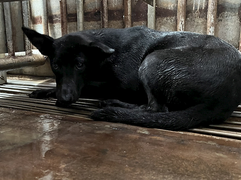 彰化縣流浪狗中途之家臨時收容所,編號:453894, 混種犬          