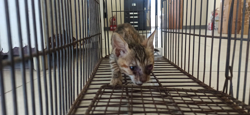 金門縣動物收容中心,編號:464195, 混種貓                 