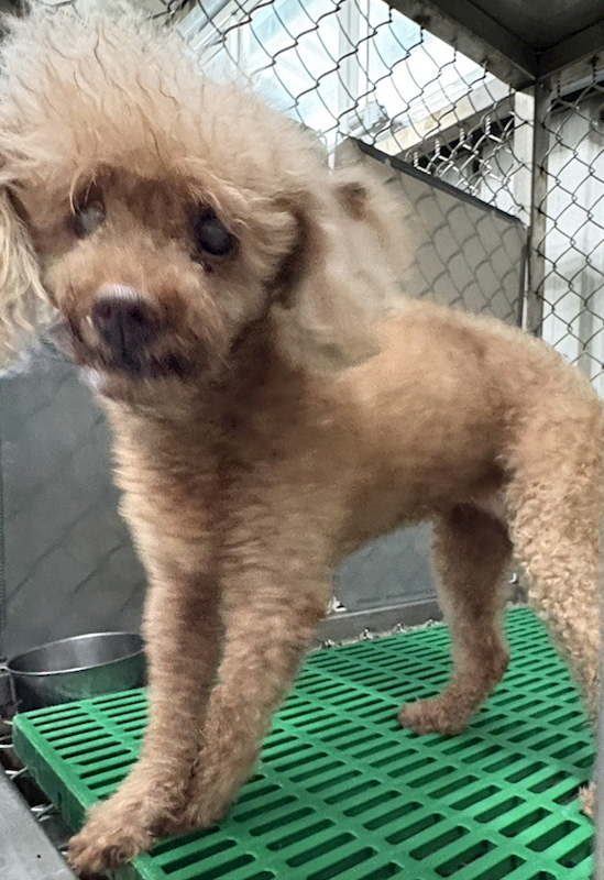 臺東縣動物收容中心,編號:461339, 貴賓犬        