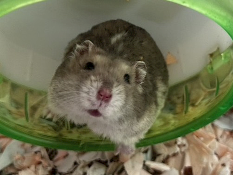高雄市壽山動物保護教育園區,編號:464191, 長尾絨鼠