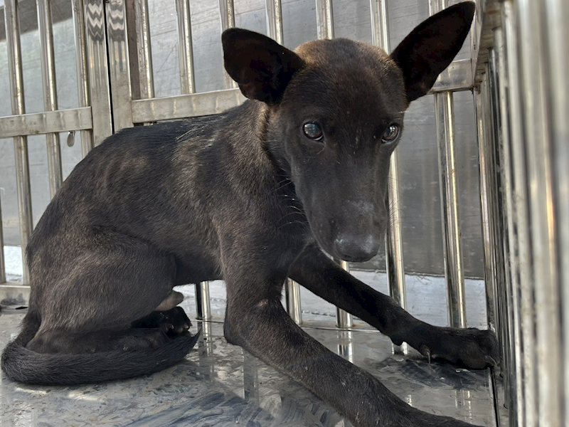彰化縣流浪狗中途之家臨時收容所,編號:464184, 混種犬          