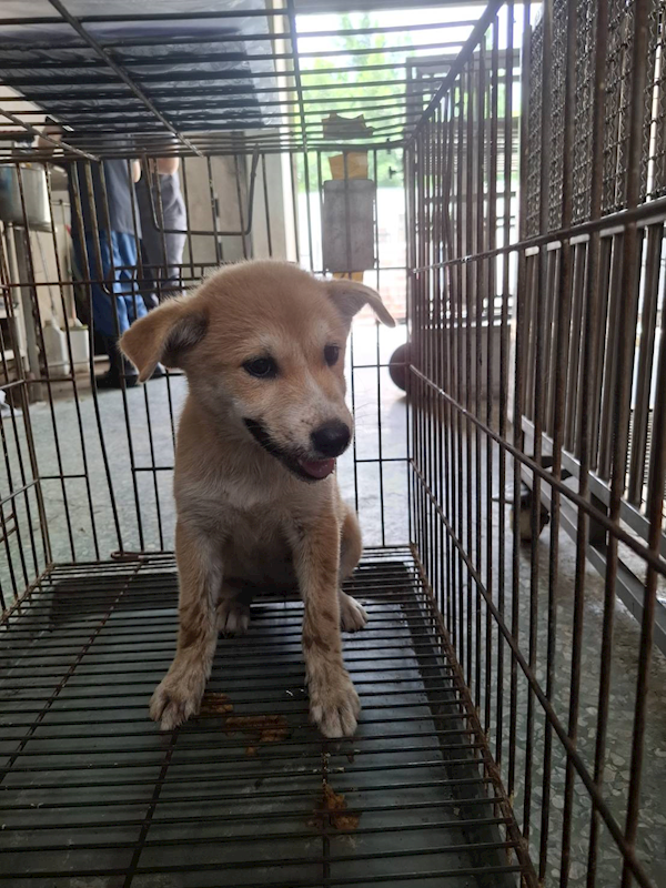 臺南市動物之家善化站,編號:464152, 混種犬          