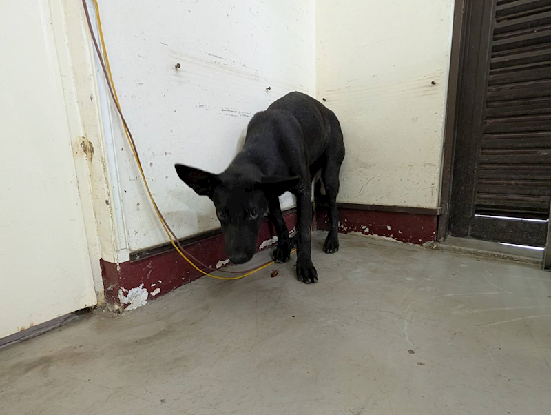 高雄市燕巢動物保護關愛園區,編號:423593, 混種犬          