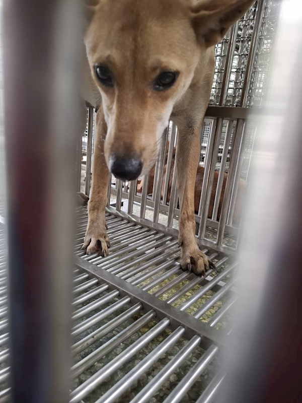 臺南市動物之家善化站,編號:464153, 混種犬          
