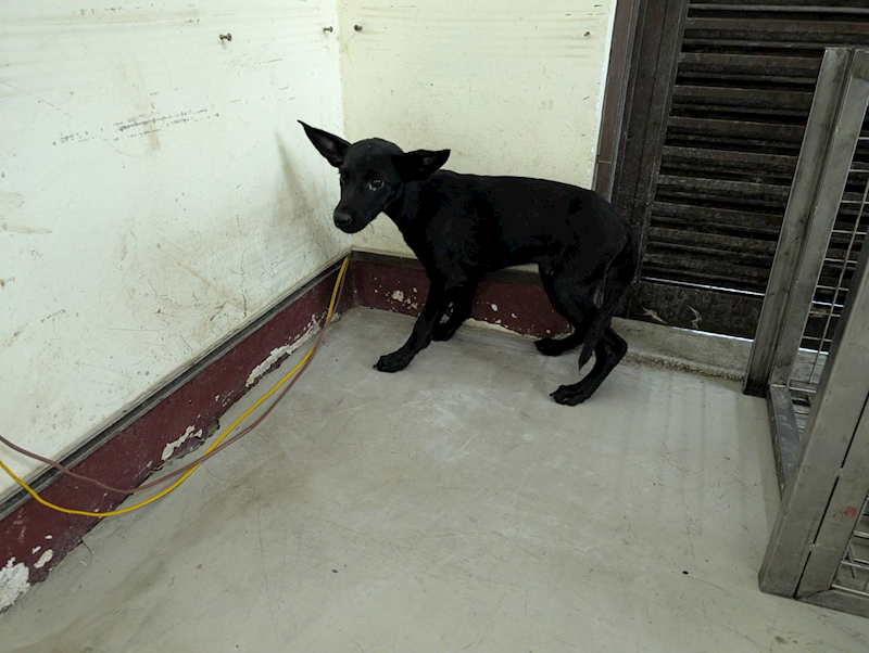 高雄市燕巢動物保護關愛園區,編號:424518, 混種犬          
