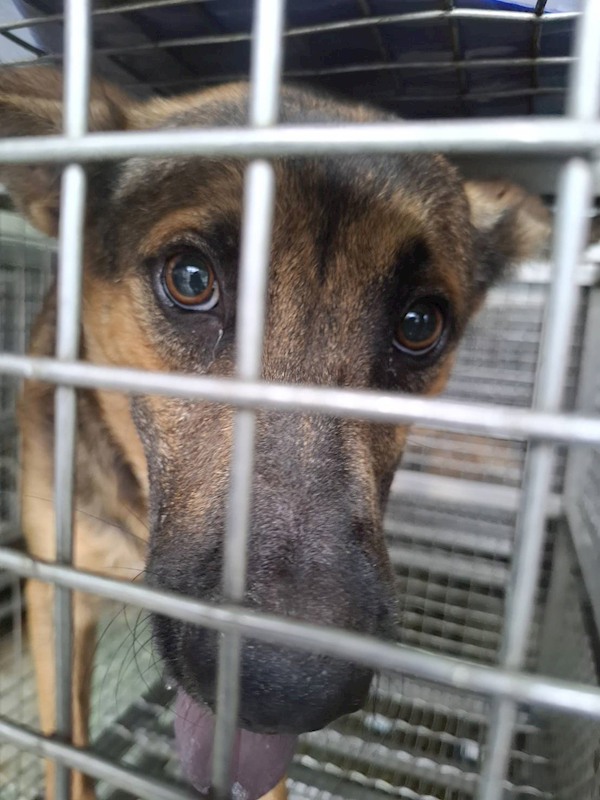 臺南市動物之家善化站,編號:464159, 混種犬          