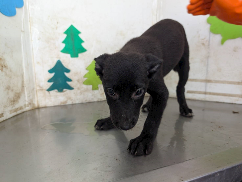 高雄市燕巢動物保護關愛園區,編號:424514, 混種犬          