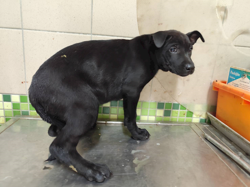高雄市燕巢動物保護關愛園區,編號:423435, 混種犬          