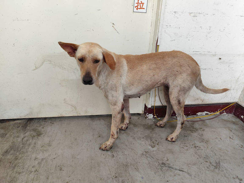 高雄市燕巢動物保護關愛園區,編號:423591, 混種犬          