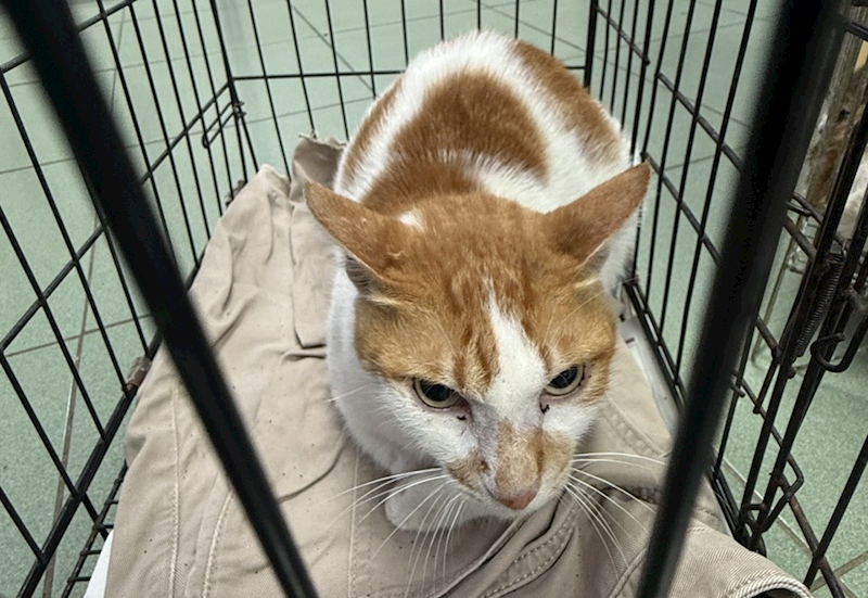 臺南市動物之家善化站,編號:450463, 混種貓                 
