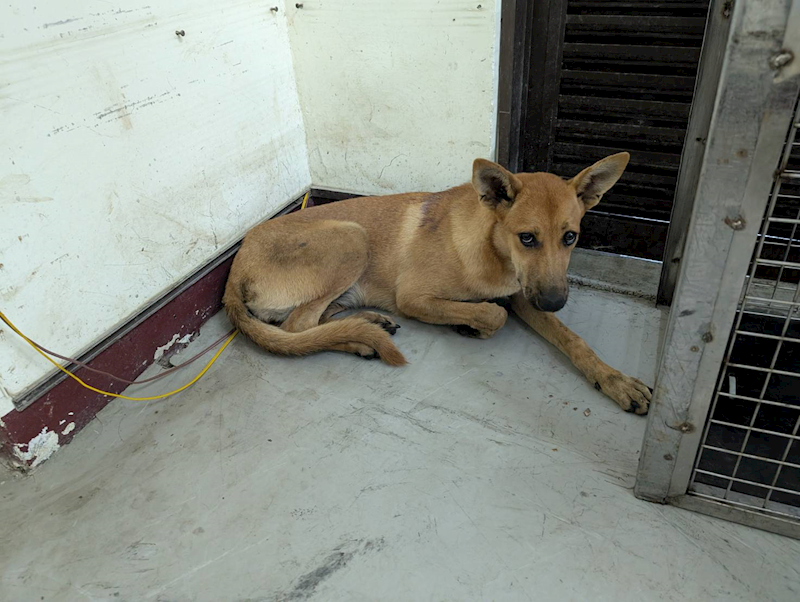 高雄市燕巢動物保護關愛園區,編號:423584, 混種犬          