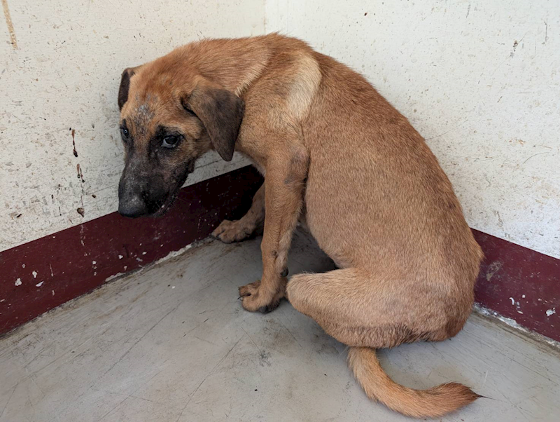 高雄市燕巢動物保護關愛園區,編號:423431, 混種犬          