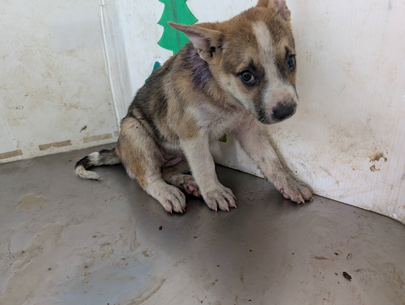 高雄市燕巢動物保護關愛園區,編號:407059, 混種犬          