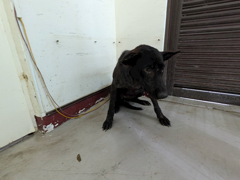 高雄市燕巢動物保護關愛園區,編號:423586, 混種犬          