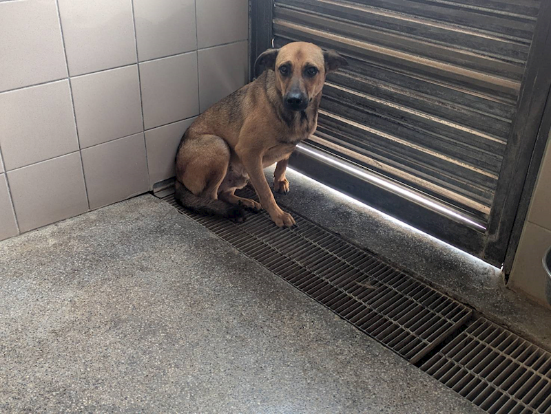 高雄市燕巢動物保護關愛園區,編號:424170, 混種犬          