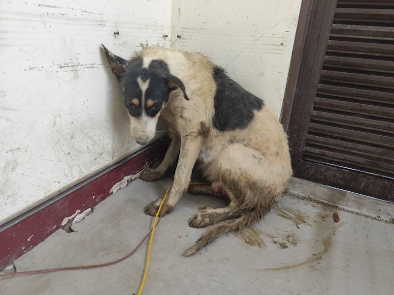 高雄市燕巢動物保護關愛園區,編號:423594, 混種犬          