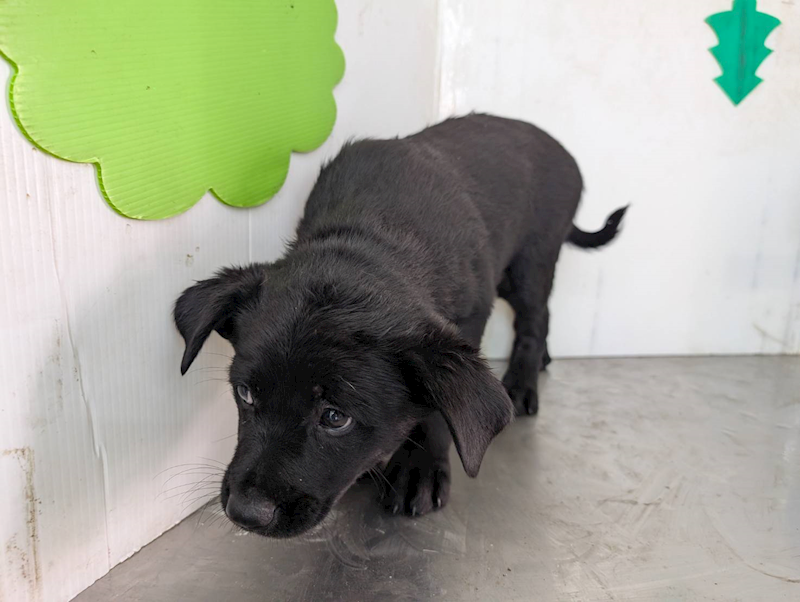 高雄市燕巢動物保護關愛園區,編號:423425, 混種犬          