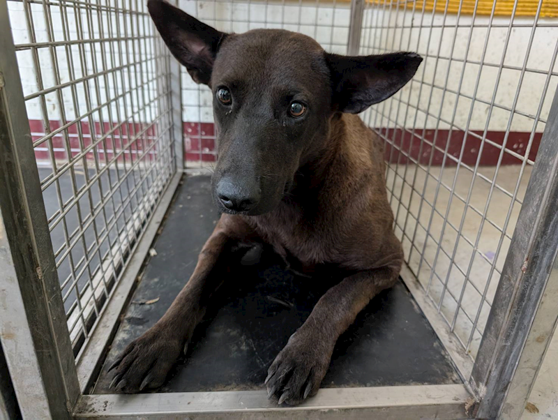 高雄市燕巢動物保護關愛園區,編號:423596, 混種犬          