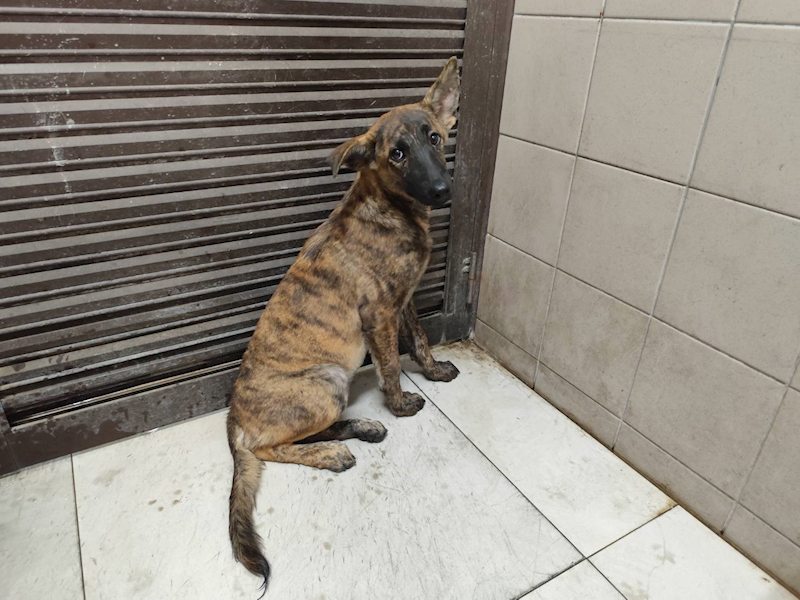 高雄市燕巢動物保護關愛園區,編號:423467, 混種犬          