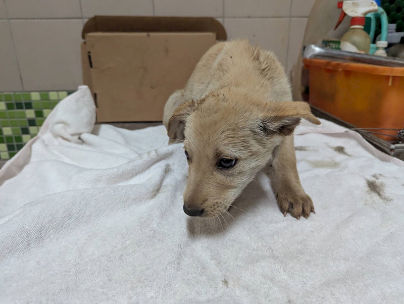 高雄市燕巢動物保護關愛園區,編號:422844, 混種犬          