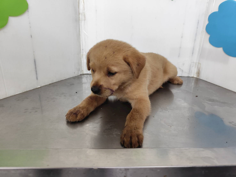 高雄市燕巢動物保護關愛園區,編號:409926, 混種犬          