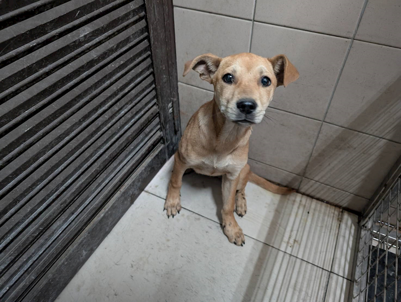 高雄市燕巢動物保護關愛園區,編號:422845, 混種犬          