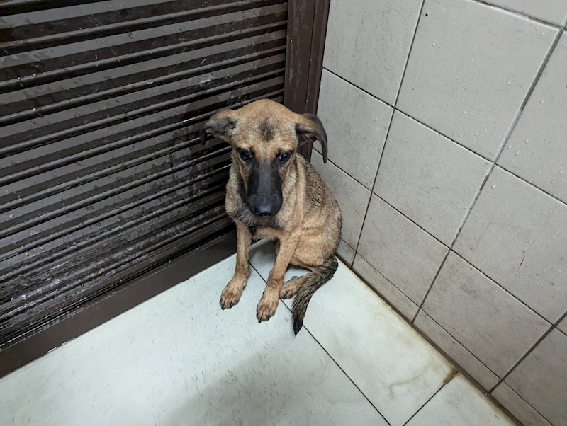 高雄市燕巢動物保護關愛園區,編號:420430, 混種犬          