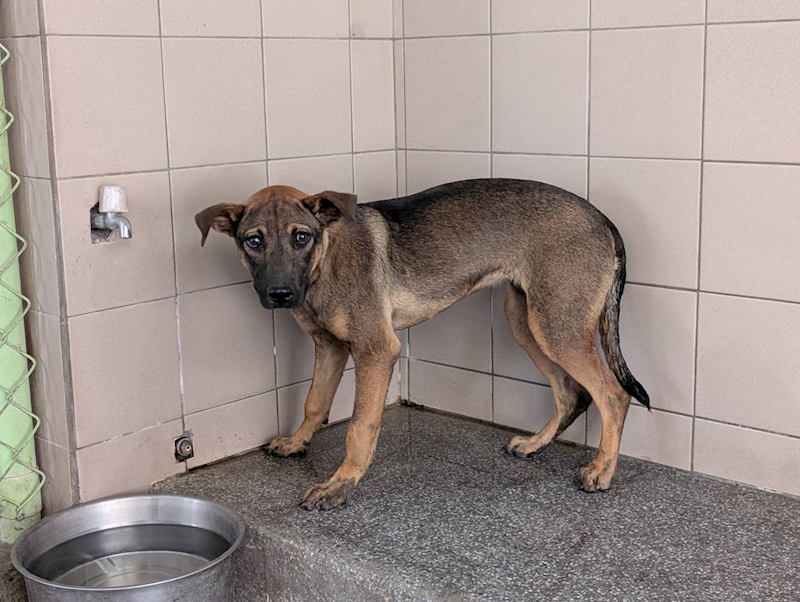 高雄市燕巢動物保護關愛園區,編號:421619, 混種犬          
