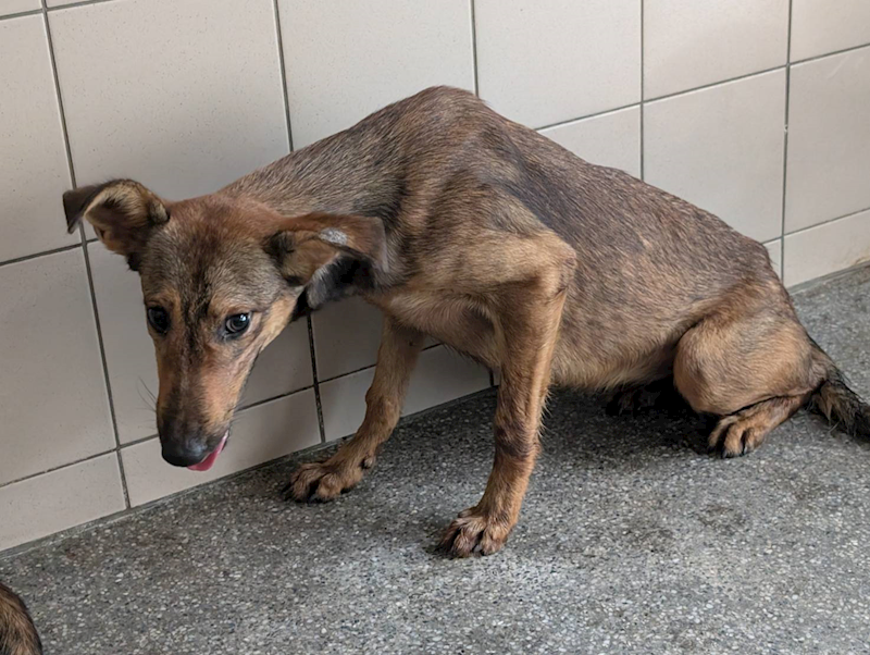 高雄市燕巢動物保護關愛園區,編號:452790, 混種犬          