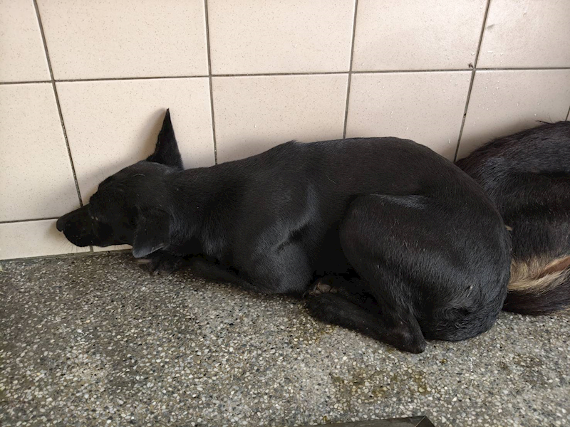 高雄市燕巢動物保護關愛園區,編號:452774, 混種犬          