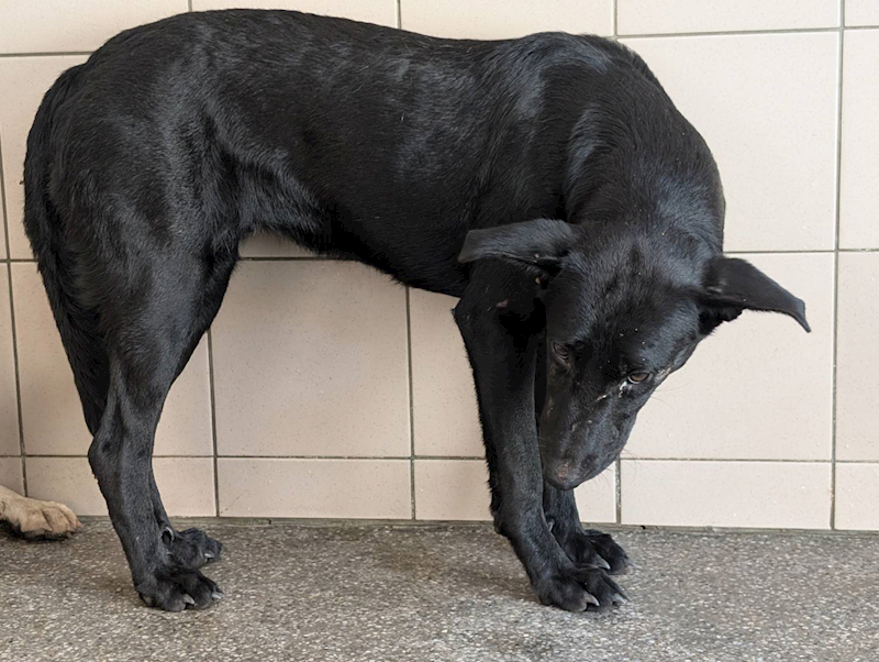 高雄市燕巢動物保護關愛園區,編號:452777, 混種犬          