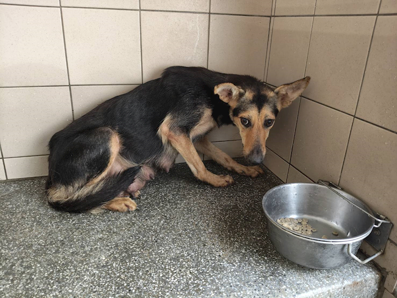 高雄市燕巢動物保護關愛園區,編號:452781, 混種犬          