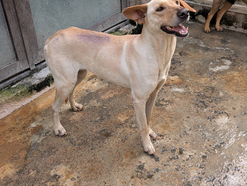 高雄市燕巢動物保護關愛園區,編號:453597, 混種犬          