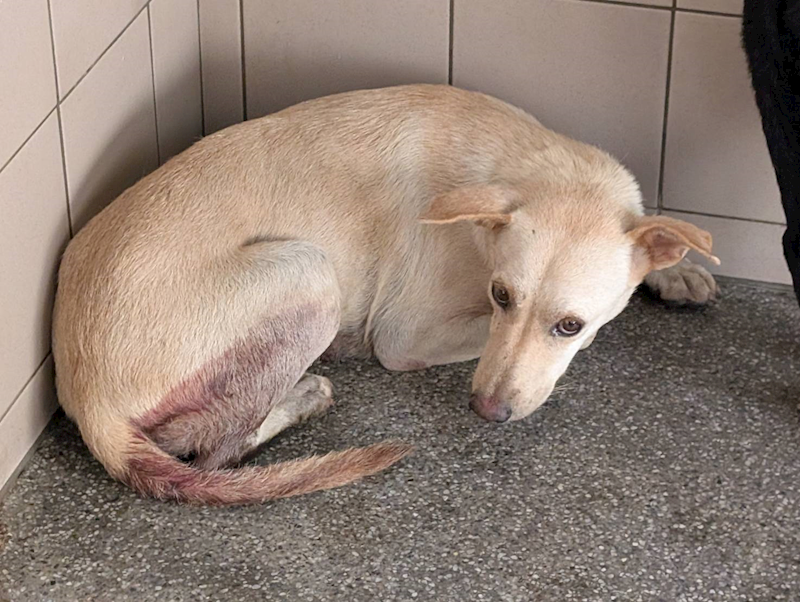 高雄市燕巢動物保護關愛園區,編號:453598, 混種犬          
