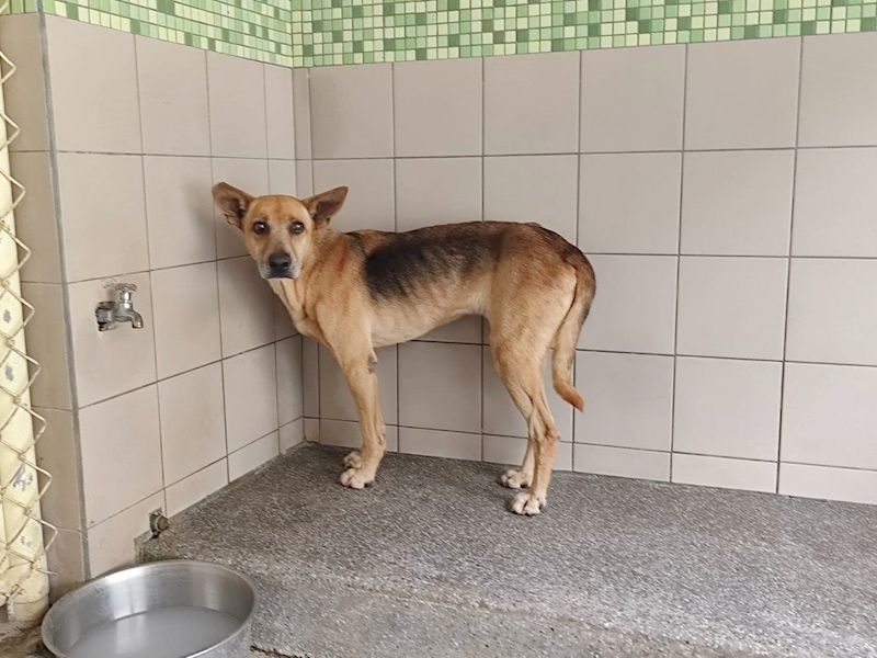 高雄市燕巢動物保護關愛園區,編號:453628, 混種犬          