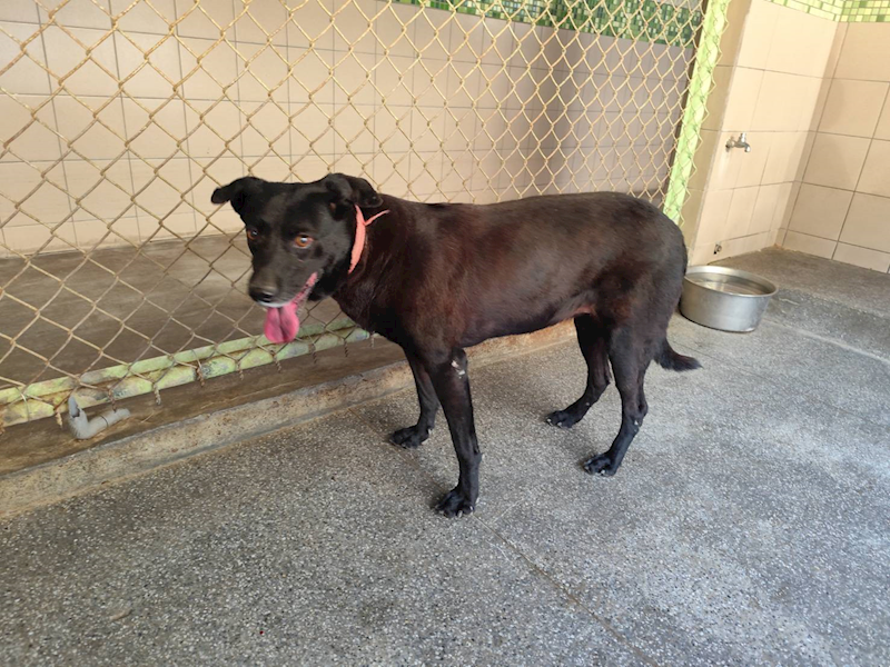 高雄市燕巢動物保護關愛園區,編號:453629, 混種犬          