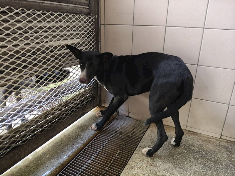 高雄市燕巢動物保護關愛園區,編號:453630, 混種犬          