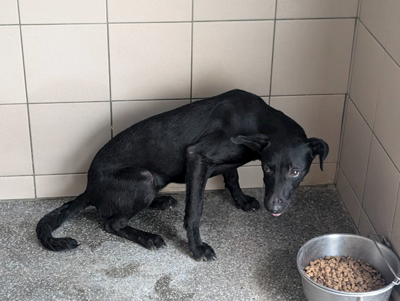 高雄市燕巢動物保護關愛園區,編號:453631, 混種犬          