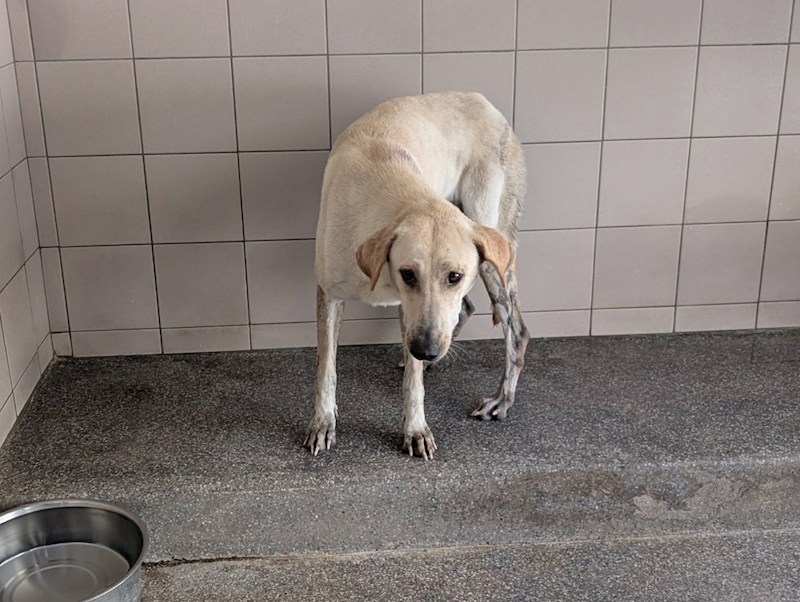 高雄市燕巢動物保護關愛園區,編號:464043, 混種犬          